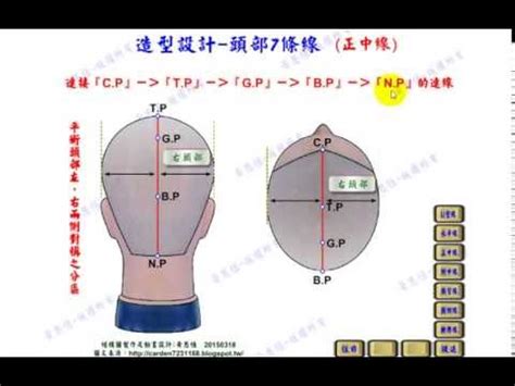 頭部七條基準線中，側頭線是|花魚工坊Butyfor